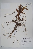 登錄號:S074146藏品圖，第1張