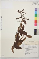 登錄號:S074148藏品圖，第2張