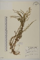 登錄號:S074151藏品圖，第1張