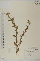 登錄號:S074163藏品圖，第1張