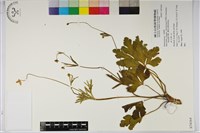 登錄號:S074164藏品圖，第1張