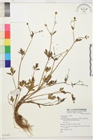 登錄號:S074165藏品圖，第1張