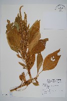 登錄號:S074166藏品圖，第1張