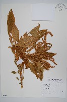 登錄號:S074167藏品圖，第1張