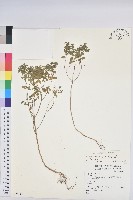 荸艾類大戟藏品圖，第1張