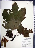 梧桐藏品圖，第1張