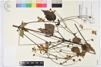 登錄號:S074192藏品圖，第1張