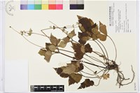 登錄號:S074193藏品圖，第1張