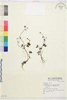 登錄號:S074194藏品圖，第1張