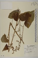 登錄號:S074196藏品圖，第1張