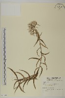 登錄號:S074199藏品圖，第1張