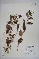 登錄號:S074207藏品圖，第1張