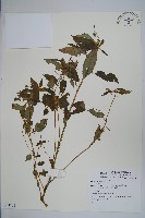 登錄號:S074208藏品圖，第1張