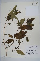 登錄號:S074209藏品圖，第1張