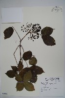 登錄號:S074210藏品圖，第1張