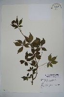 登錄號:S074215藏品圖，第1張