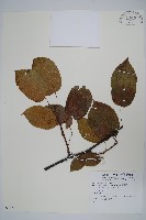 登錄號:S074217藏品圖，第1張