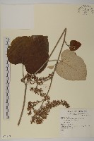 登錄號:S074219藏品圖，第1張