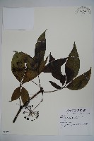 登錄號:S074220藏品圖，第1張