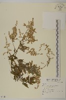 登錄號:S074224藏品圖，第1張
