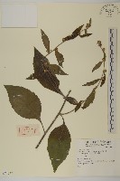 登錄號:S074237藏品圖，第1張