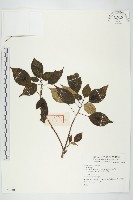 登錄號:S074240藏品圖，第1張