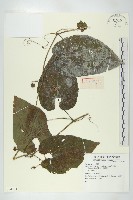 登錄號:S074244藏品圖，第1張