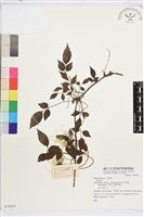 登錄號:S074251藏品圖，第1張