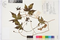 瓜葉烏頭藏品圖，第1張