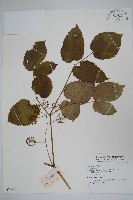 登錄號:S074257藏品圖，第1張