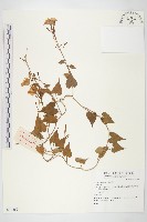 登錄號:S074269藏品圖，第1張