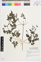 登錄號:S074272藏品圖，第1張