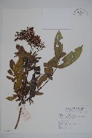 接骨草藏品圖，第1張