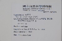 接骨草藏品圖，第2張