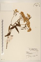 登錄號:S074287藏品圖，第1張