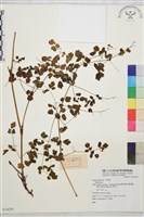 登錄號:S074291藏品圖，第1張