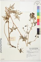 登錄號:S074292藏品圖，第1張