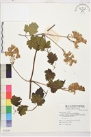 長花鐵線蓮藏品圖，第1張