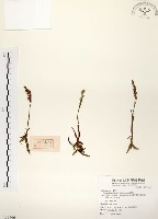 綬草藏品圖，第1張