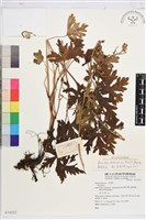 康定烏頭藏品圖，第1張