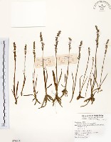 綬草藏品圖，第1張