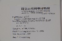 穿心蓮子藨藏品圖，第2張