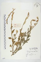 登錄號:S074335藏品圖，第1張