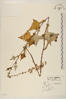 登錄號:S074337藏品圖，第1張