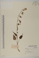 登錄號:S074338藏品圖，第1張