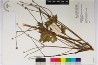 登錄號:S074339藏品圖，第1張