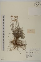 登錄號:S074353藏品圖，第1張