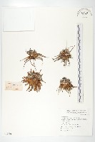 星狀風毛菊藏品圖，第1張