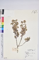 登錄號:S074357藏品圖，第1張