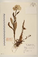 登錄號:S074358藏品圖，第1張